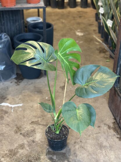 Monstera Mediana
