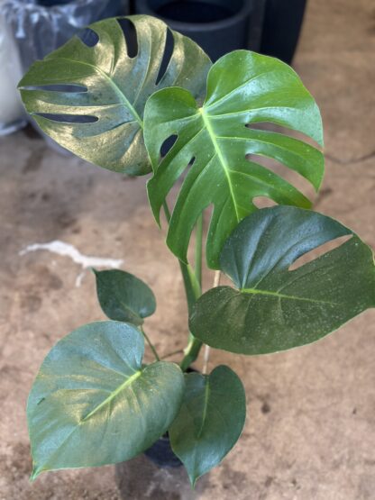 Monstera Mediana - Image 2