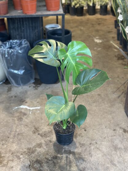 Monstera Mediana - Image 4