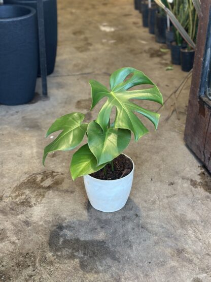 Monstera Macetara Nº16 Premium - Image 2