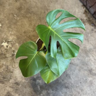 Monstera Macetara Nº16 Premium