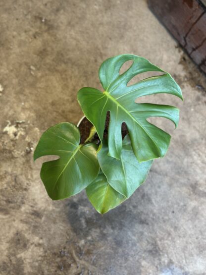 Monstera Macetara Nº16 Premium
