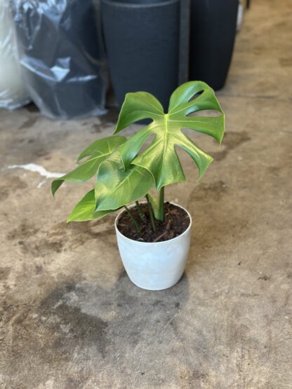 Monstera Macetara Nº16 Premium - Image 3