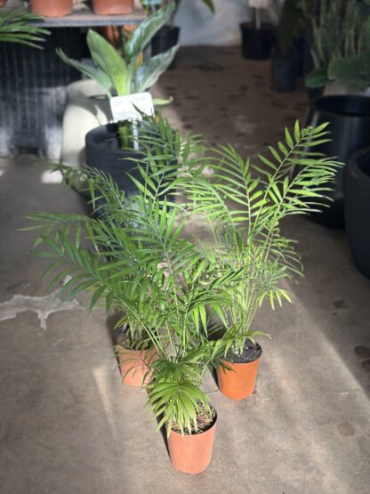 Chamadorea Junior - Image 2