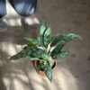 Aglaonema