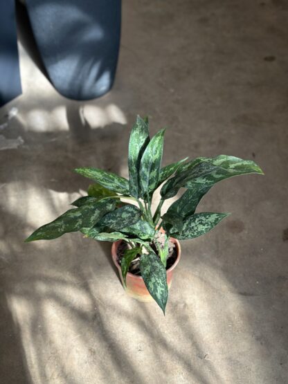 Aglaonema