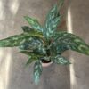 Aglaonema - Image 5