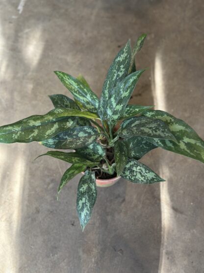 Aglaonema - Image 5