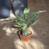 Aglaonema - Image 4