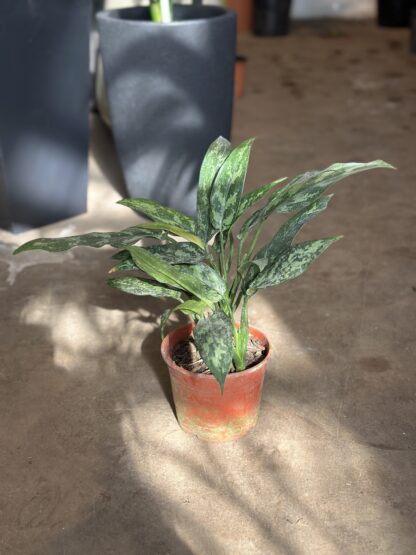 Aglaonema - Image 4