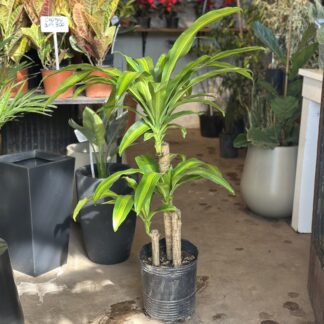 Dracena Masangeana Grande (Palo de agua)