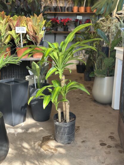 Dracena Masangeana Grande (Palo de agua)