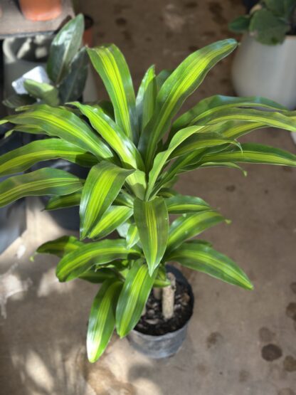 Dracena Masangeana Grande (Palo de agua) - Image 4