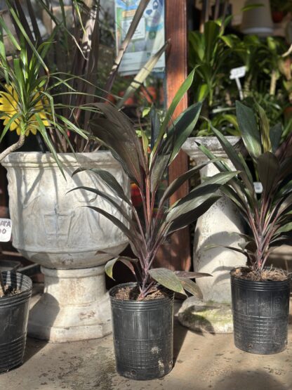 Dracena Rubra Mediana - Image 5