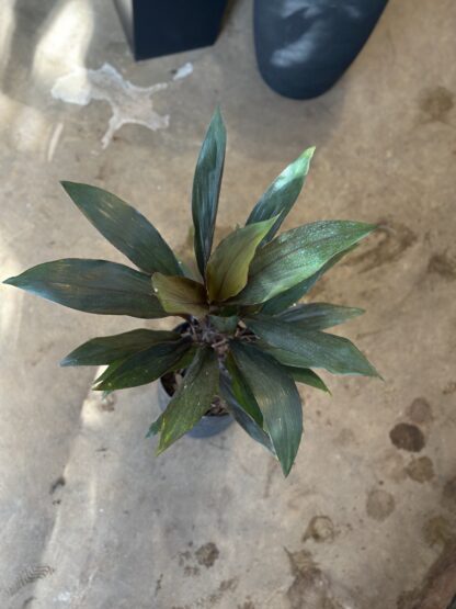 Dracena Rubra Mediana - Image 3