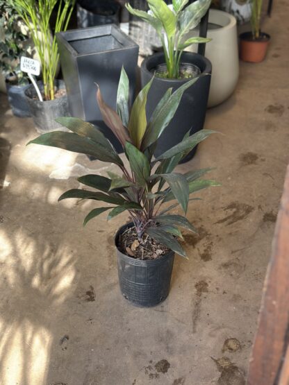 Dracena Rubra Mediana