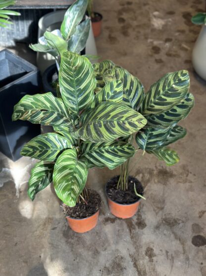 Calathea Macoyana