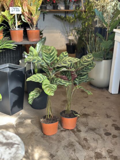 Calathea Macoyana - Image 2