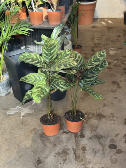 Calathea Macoyana - Image 3