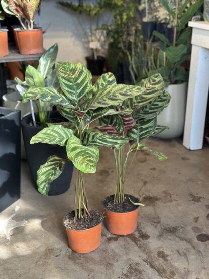 Calathea Macoyana - Image 4