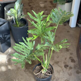 Philodendro misionero grande