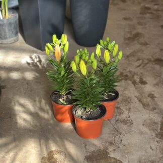 Lilium