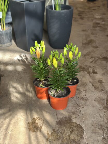 Lilium