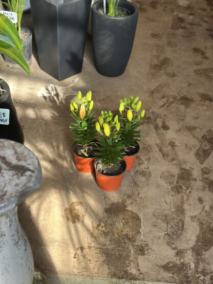 Lilium - Image 2