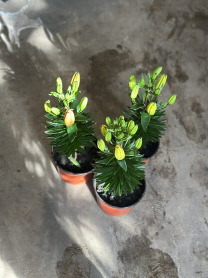 Lilium - Image 3