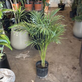 Areca Mediana 7lts