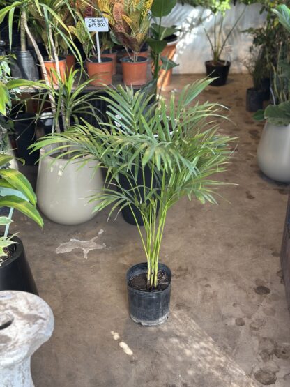 Areca Mediana 7lts
