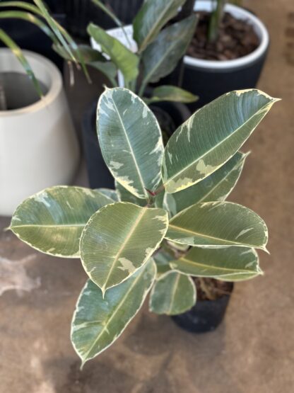 Ficus Gomero Variegado - Image 2