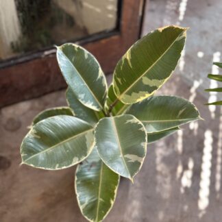 Ficus Gomero Variegado