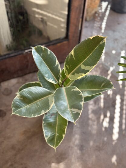 Ficus Gomero Variegado