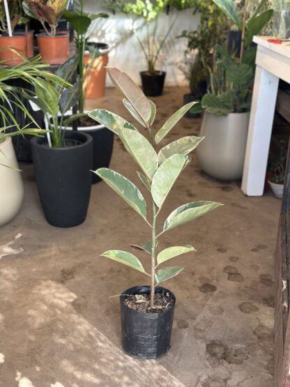 Ficus Gomero Variegado - Image 3