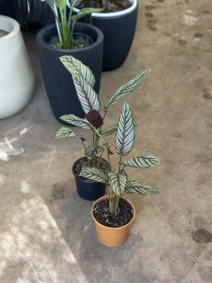 Calathea Mil Rayas - Image 2