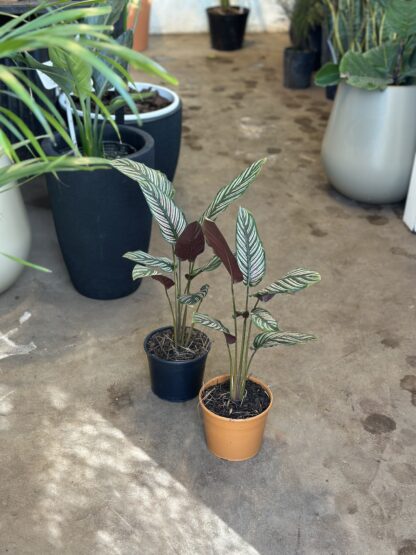 Calathea Mil Rayas - Image 3