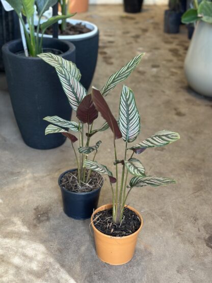 Calathea Mil Rayas