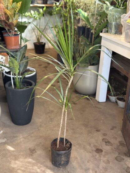 Dracena Marginata Mediana