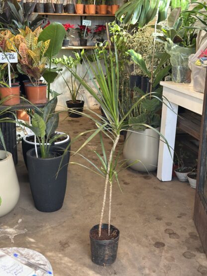 Dracena Marginata Mediana - Image 5