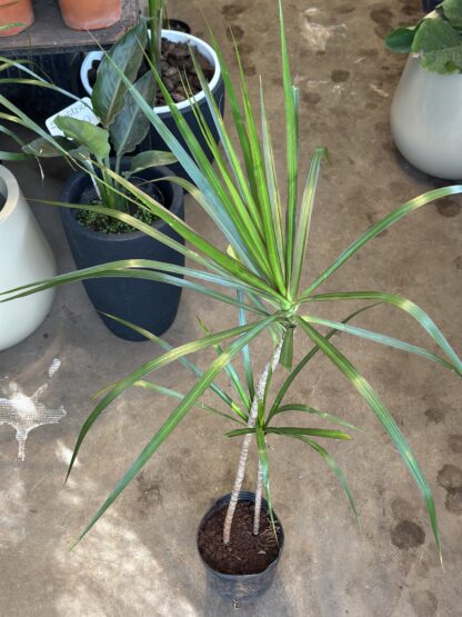Dracena Marginata Mediana - Image 4