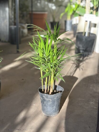 Palmito Chico