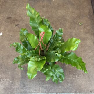 Helecho Asplenium Colgante