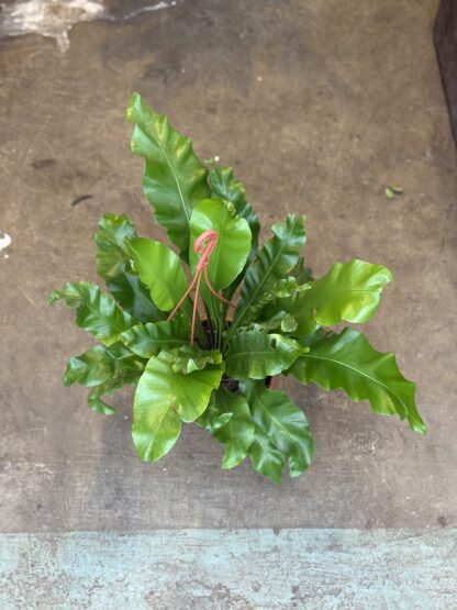 Helecho Asplenium Colgante