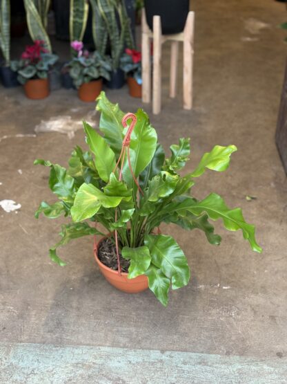 Helecho Asplenium Colgante - Image 2