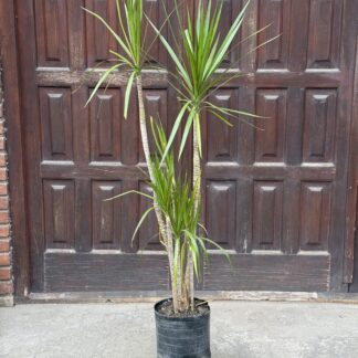 Dracena Marginata Gigante