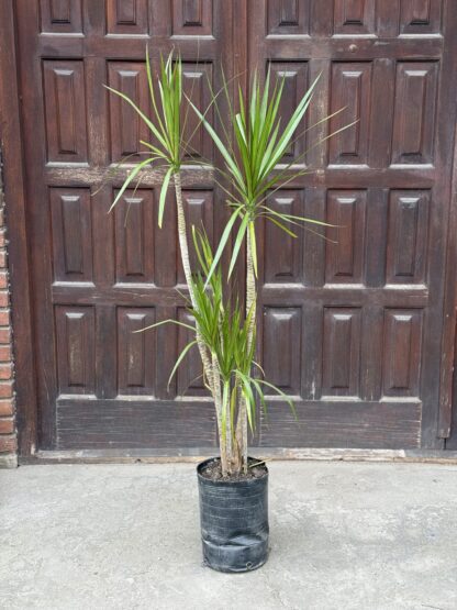 Dracena Marginata Gigante