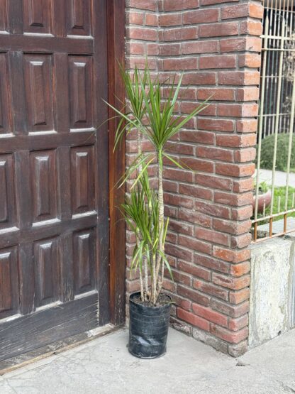 Dracena Marginata Gigante - Image 2