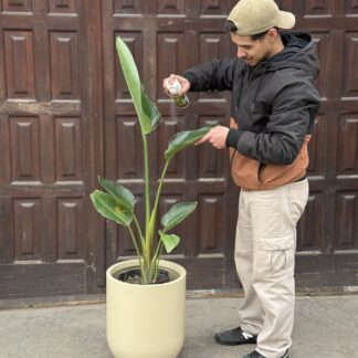 Strelitzia Nicolai (Flor de pájaro Blanca)