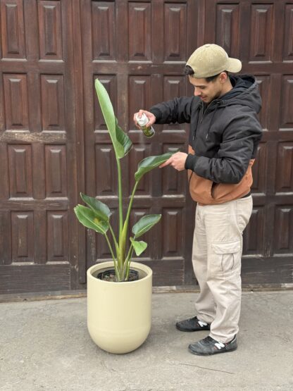 Strelitzia Nicolai (Flor de pájaro Blanca)